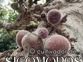 O cultivador de sicômoros e os frutos da justiça 7 Jesus 1